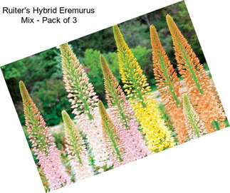Ruiter\'s Hybrid Eremurus Mix - Pack of 3