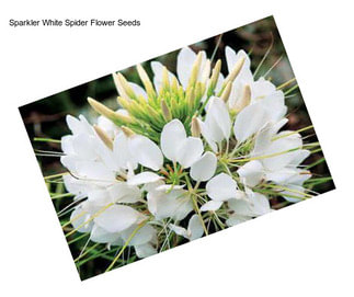 Sparkler White Spider Flower Seeds