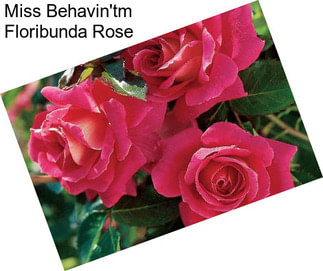 Miss Behavin\'tm Floribunda Rose