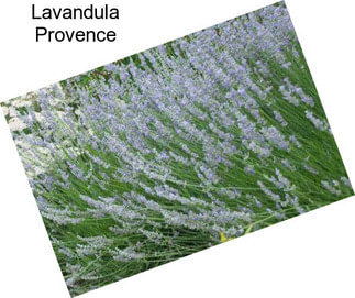 Lavandula Provence