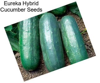 Eureka Hybrid Cucumber Seeds