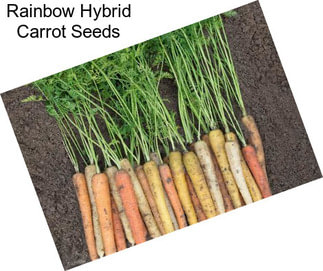 Rainbow Hybrid Carrot Seeds