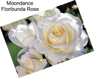 Moondance Floribunda Rose