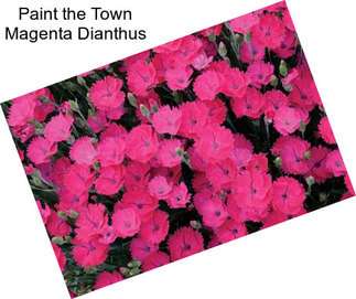 Paint the Town Magenta Dianthus