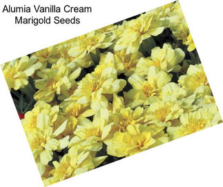 Alumia Vanilla Cream Marigold Seeds