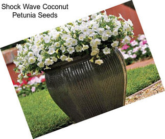 Shock Wave Coconut Petunia Seeds