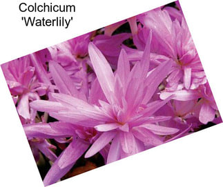 Colchicum \'Waterlily\'