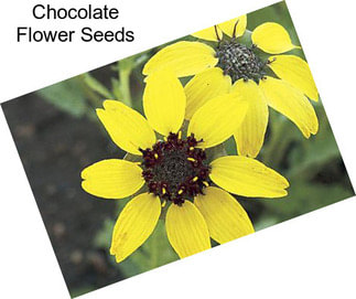 Chocolate Flower Seeds