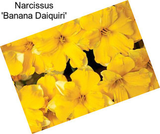 Narcissus \'Banana Daiquiri\'