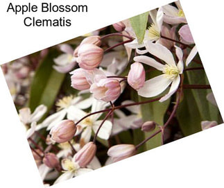 Apple Blossom Clematis