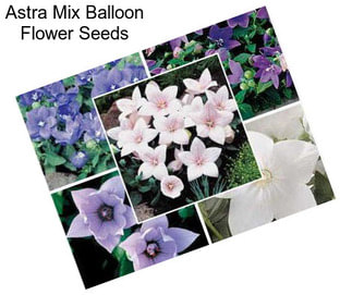 Astra Mix Balloon Flower Seeds