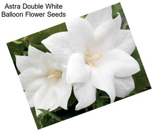 Astra Double White Balloon Flower Seeds