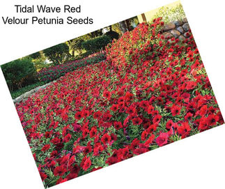 Tidal Wave Red Velour Petunia Seeds