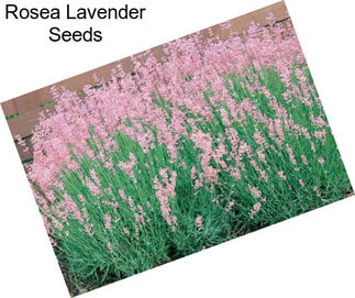 Rosea Lavender Seeds