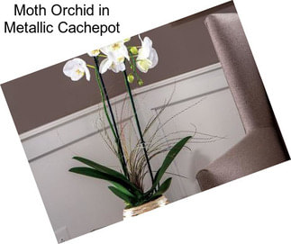 Moth Orchid in Metallic Cachepot