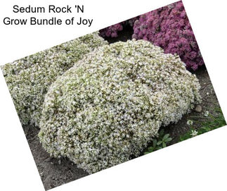 Sedum Rock \'N Grow Bundle of Joy
