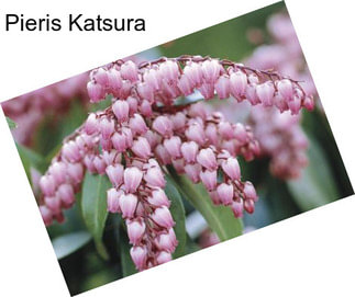 Pieris Katsura