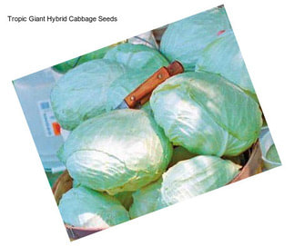 Tropic Giant Hybrid Cabbage Seeds