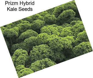 Prizm Hybrid Kale Seeds
