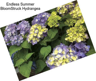 Endless Summer BloomStruck Hydrangea
