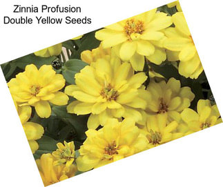 Zinnia Profusion Double Yellow Seeds