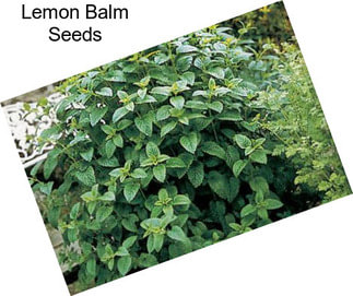 Lemon Balm Seeds