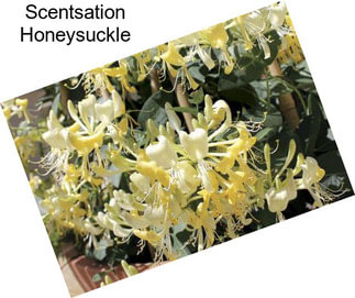 Scentsation Honeysuckle