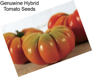 Genuwine Hybrid Tomato Seeds