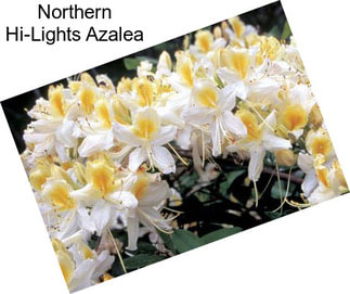 Northern Hi-Lights Azalea