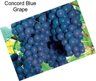 Concord Blue Grape