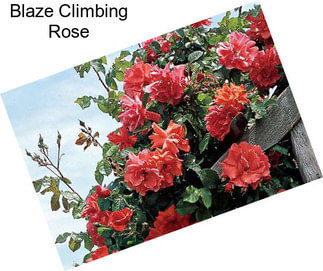 Blaze Climbing Rose