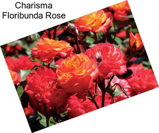 Charisma Floribunda Rose
