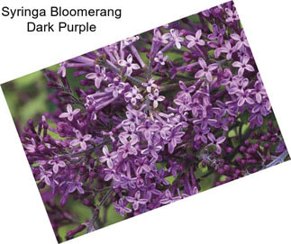Syringa Bloomerang Dark Purple