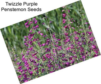 Twizzle Purple Penstemon Seeds