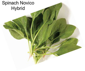 Spinach Novico Hybrid