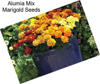 Alumia Mix Marigold Seeds