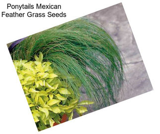 Ponytails Mexican Feather Grass Seeds