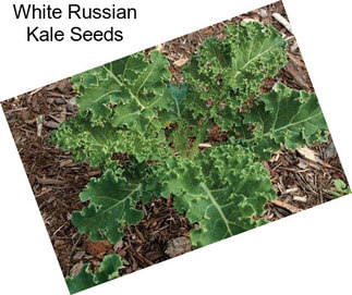 White Russian Kale Seeds