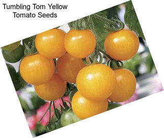 Tumbling Tom Yellow Tomato Seeds