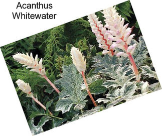 Acanthus Whitewater