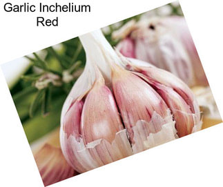 Garlic Inchelium Red