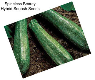 Spineless Beauty Hybrid Squash Seeds