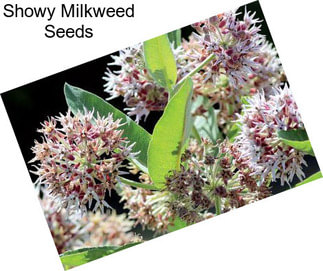 Showy Milkweed Seeds