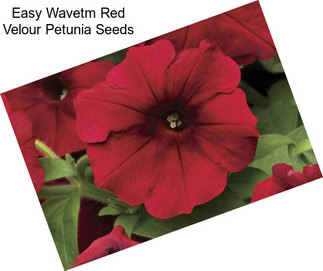 Easy Wavetm Red Velour Petunia Seeds