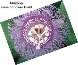 Maypop Passionflower Plant
