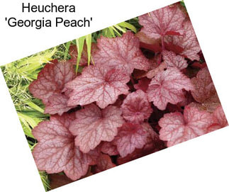 Heuchera \'Georgia Peach\'