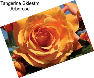 Tangerine Skiestm Arborose