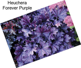 Heuchera Forever Purple