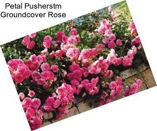 Petal Pusherstm Groundcover Rose