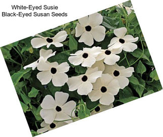 White-Eyed Susie Black-Eyed Susan Seeds